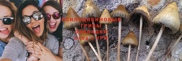прущие грибы Каменск-Шахтинский